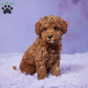 Oscar, Mini Goldendoodle Puppy